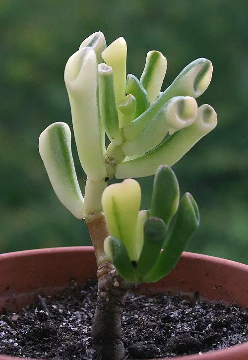 Succulents With a Shrek-Ear Aspect 
