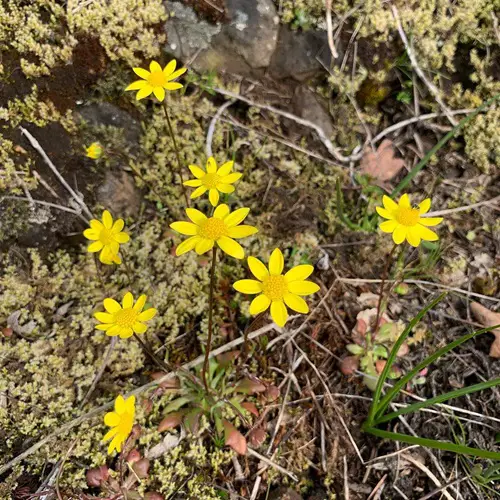 Yellow wildflower varieties