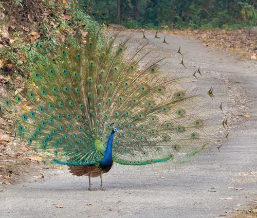Cultural Significance of Peacocks