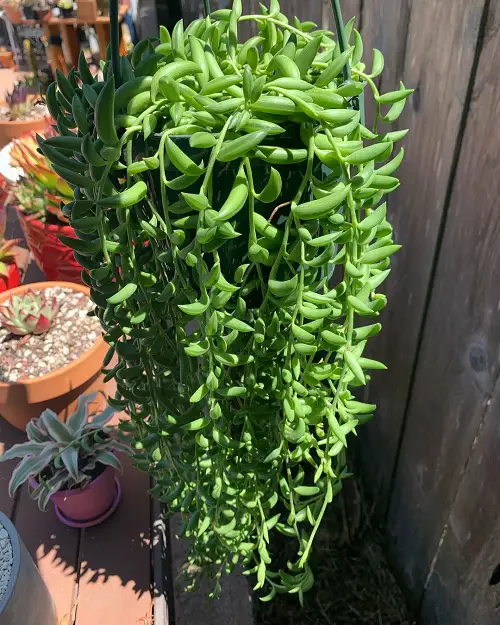 String of Bananas Plants That Relate to Strings of Pearl