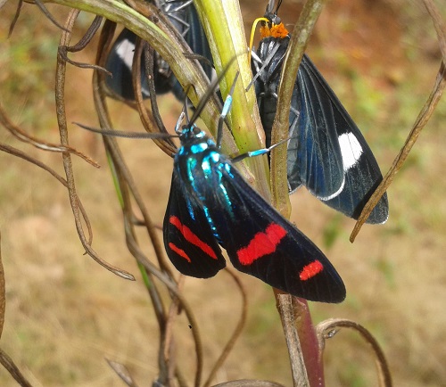 Beautiful Blue Moths You May Spot in the Garden