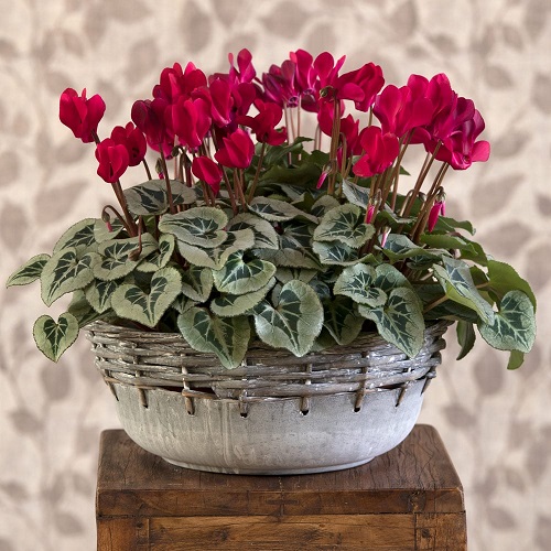 Things to Do With Holiday Plants in bucket