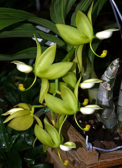 Looking Like Birds, Orchids