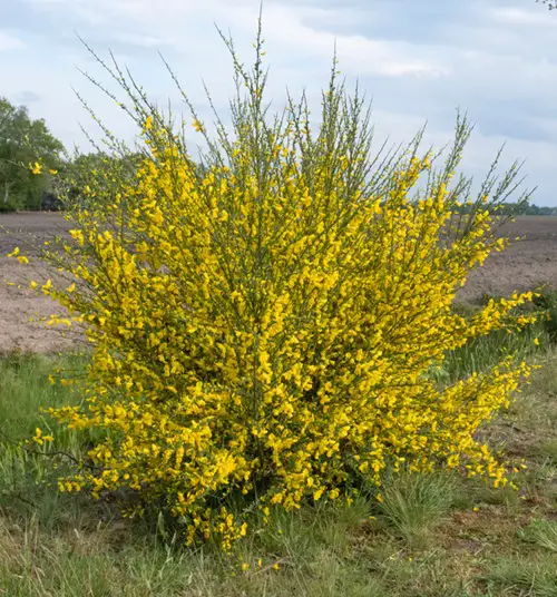 varieties of yellow wildflowers