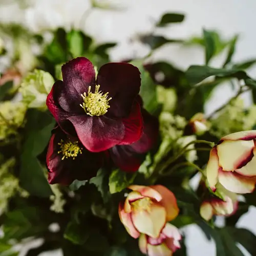 beautiful Burgundy Flowers