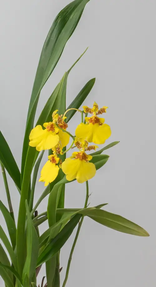 Orchids That Look Like Monkeys in pot 67