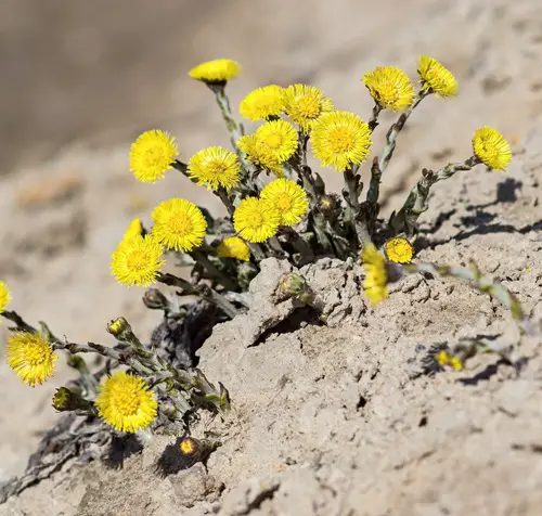 amazing Yellow Wildflower Types