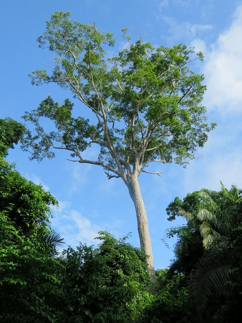 Lovely Trees with First Letters T