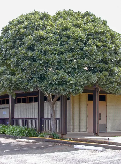 Trees that Look Like a Fern 4