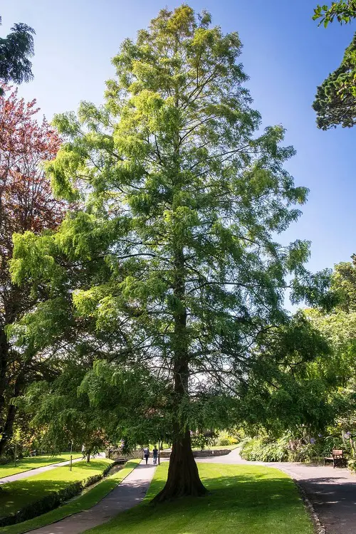 Trees that Look Like a Fern 11