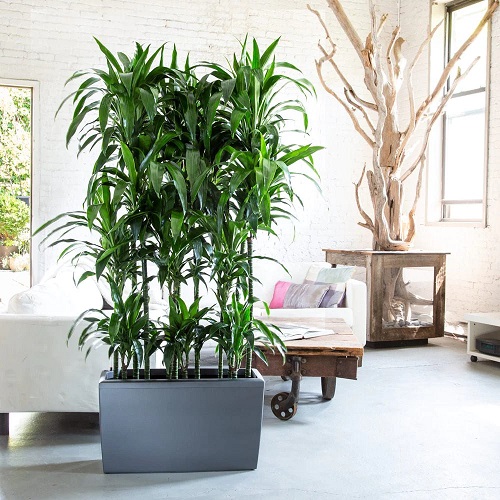Top Plants for Office With No Windows