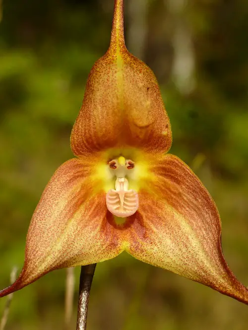 Orchids That Look Like Monkeys 1