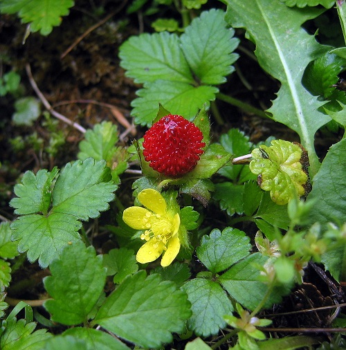 lovely Plants with Three Leaves
