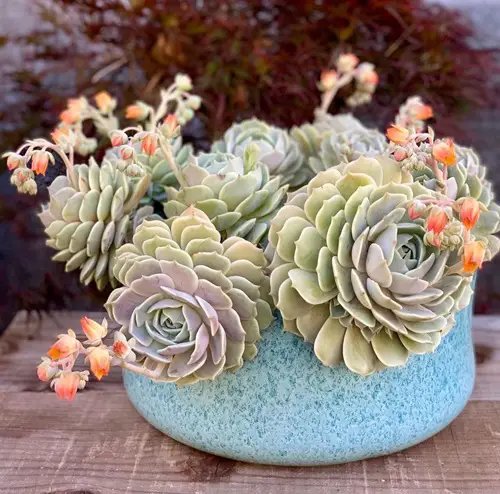 Plants for Shallow Pots 2
