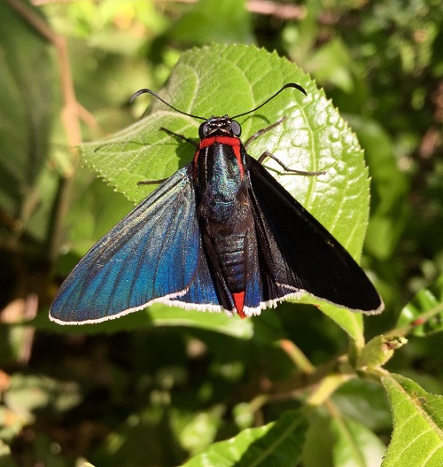 best Beautiful Blue Moths