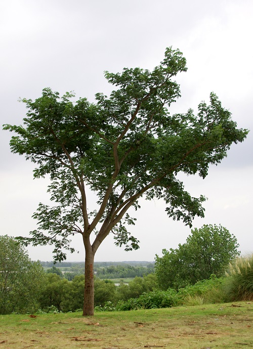 beautiful Trees that Start With T