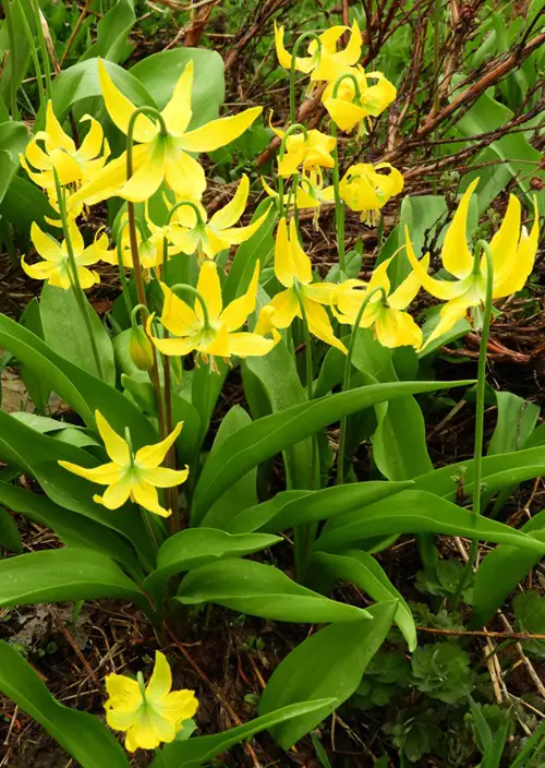  Types of Yellow Wildflowers