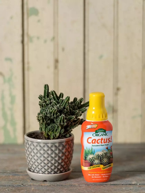 Christmas Cactus Fertilizers 9