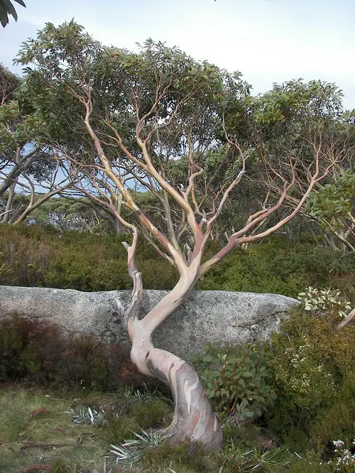 lovely Trees With An S in the Beginning