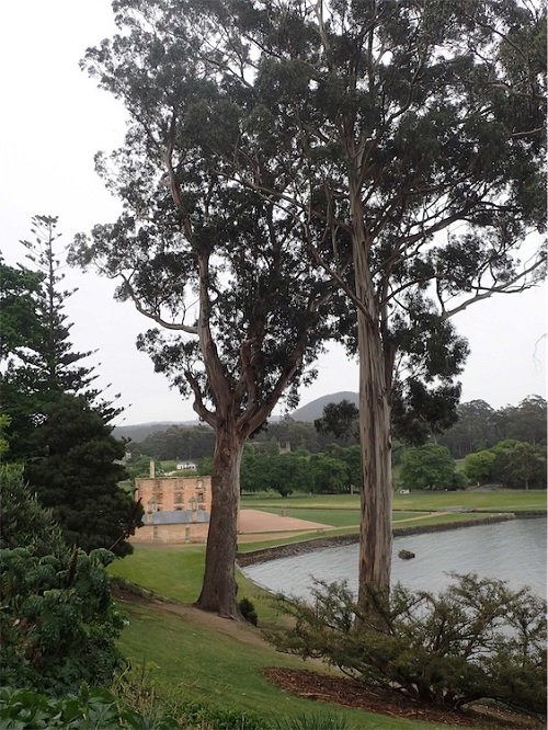 Lovely Trees with First Letters T
