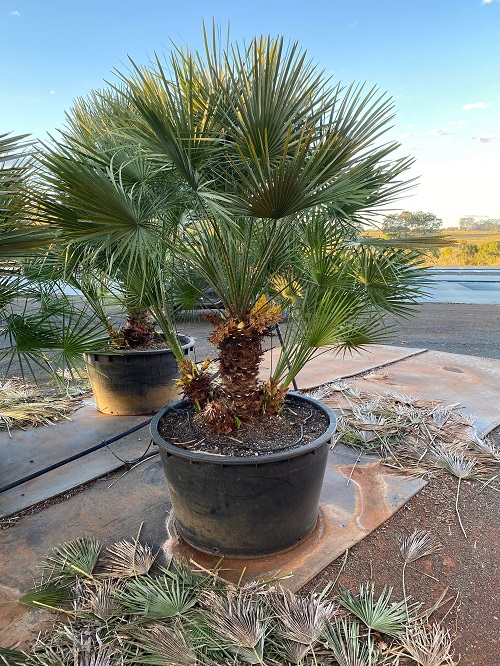Small Palm Trees in garden