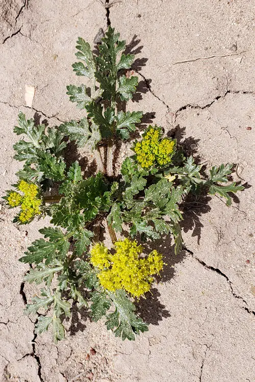 Yellow Wildflower Types