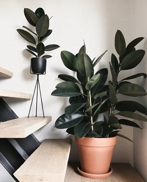 Lovely Plants for Office With No Windows