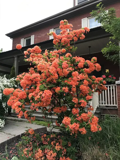 top best The Greatest Orange Wildflowers for Your Yard