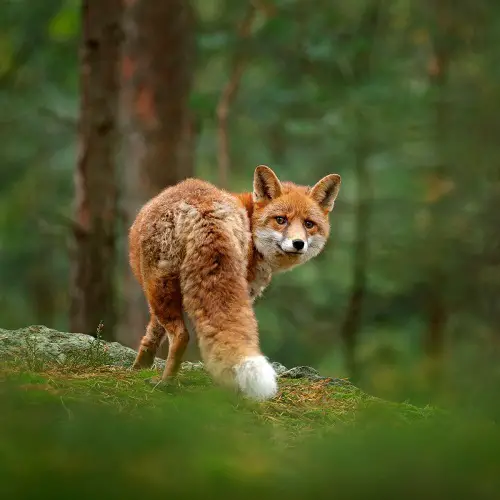 When a Fox Crosses Your Path 1