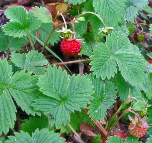 Strawberry Poison Ivy Look Alike Plants with Three Leaves 2