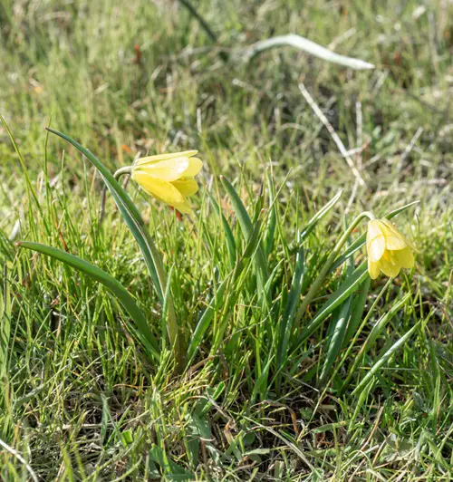 amazing Types of Yellow Wildflowers
