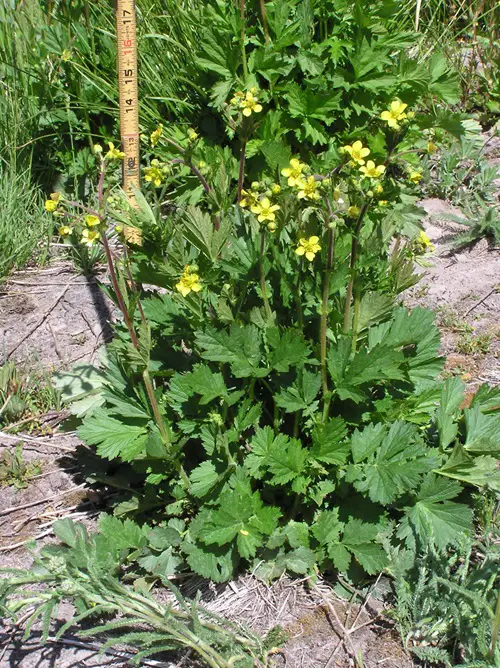 Yellow wildflower varieties
