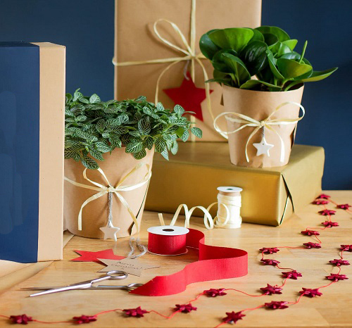 Things to Do With Holiday Plants Gift and share houseplants