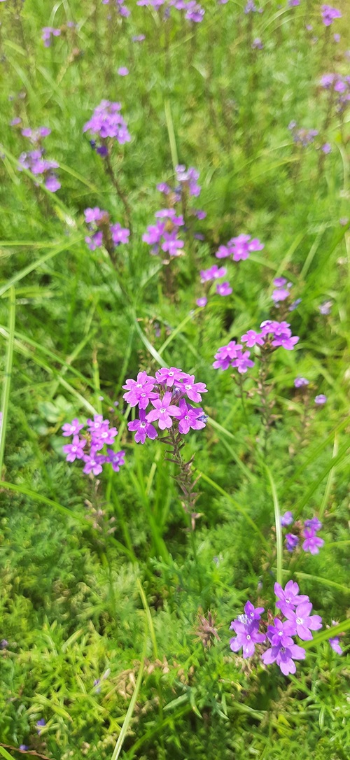 Evergreen Tropical Shrubs of the Verbena Family