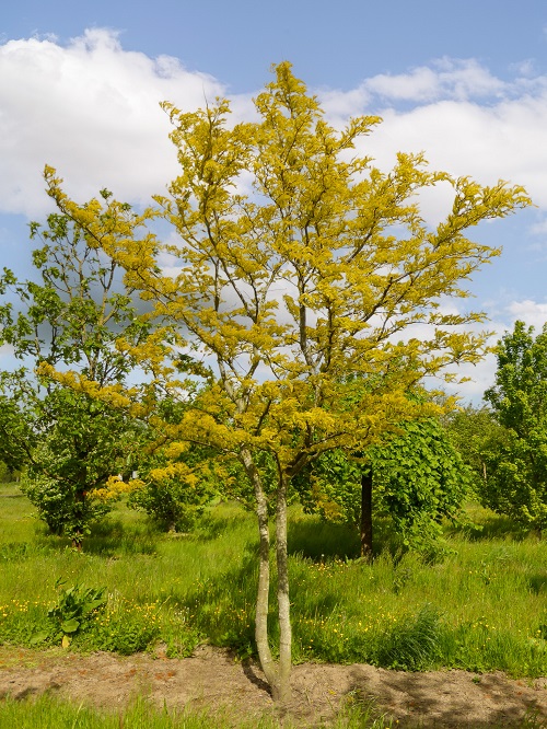 Stunning Trees with the Alphabet T