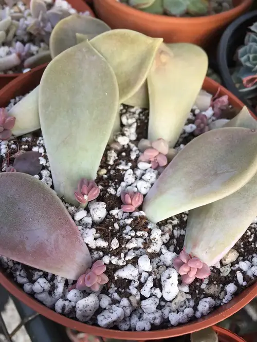 Never Toss These Plants' Leaves