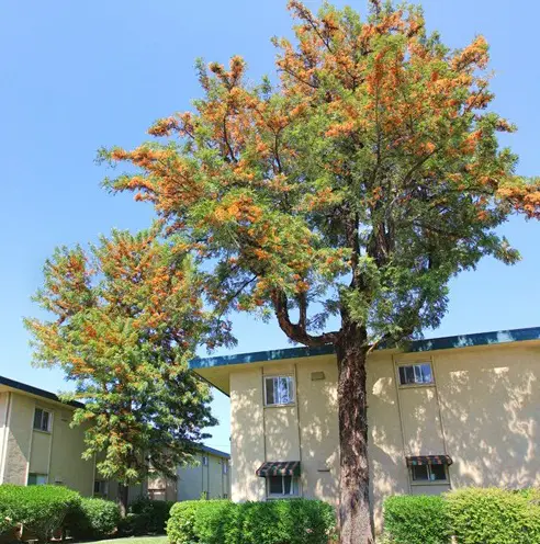 best Trees With A S at the Starting Point 