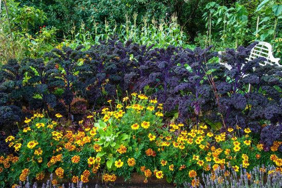 Why You Must Grow Black Vegetables