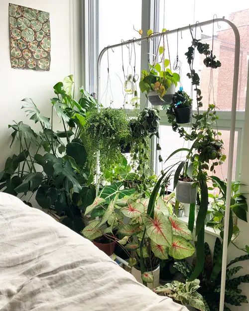 Plant Stand from Clothing Rack