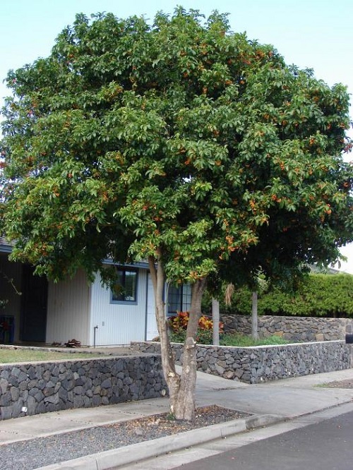 top Gorgeous Trees with the Letter T