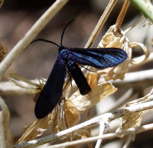 Blue Moths You Could See in the Garden