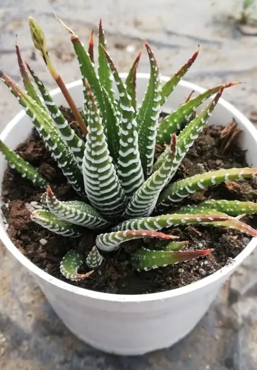 Never Toss These Plants' Leaves in anywhere