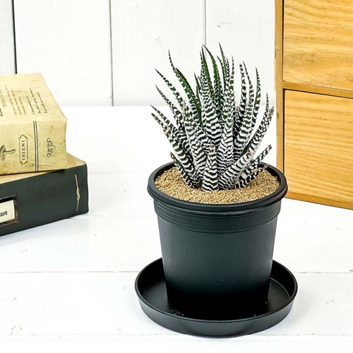 Plants for Office With No Windows