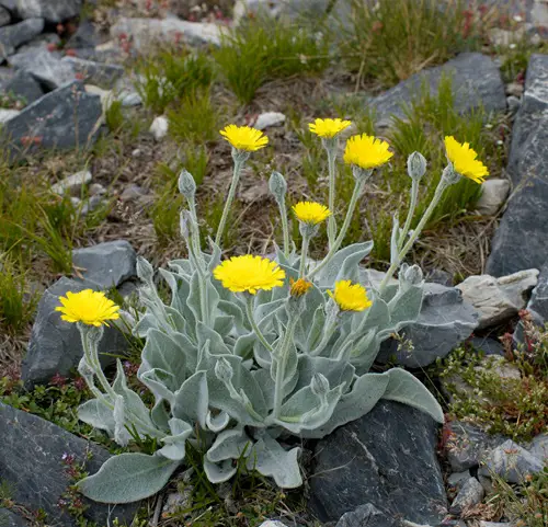  Types of Yellow Wildflowers