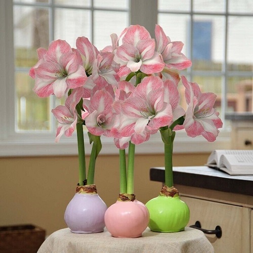 Best Amaryllis Colors and Varieties