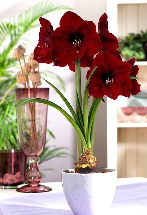 Greatest Amaryllis Colours and Varieties