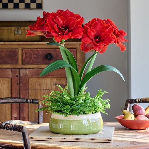 beautiful Amaryllis plants Varieties and Colours