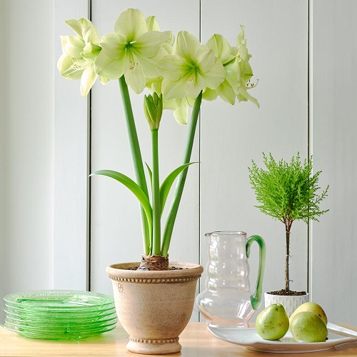 best Top Amaryllis plants Varieties and Colours