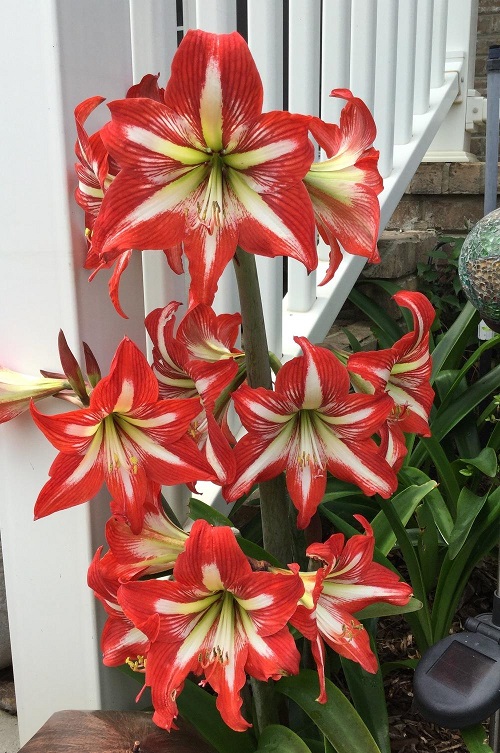 best Amaryllis Colors