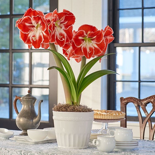 Top Colours and Varieties of Amaryllis indoor